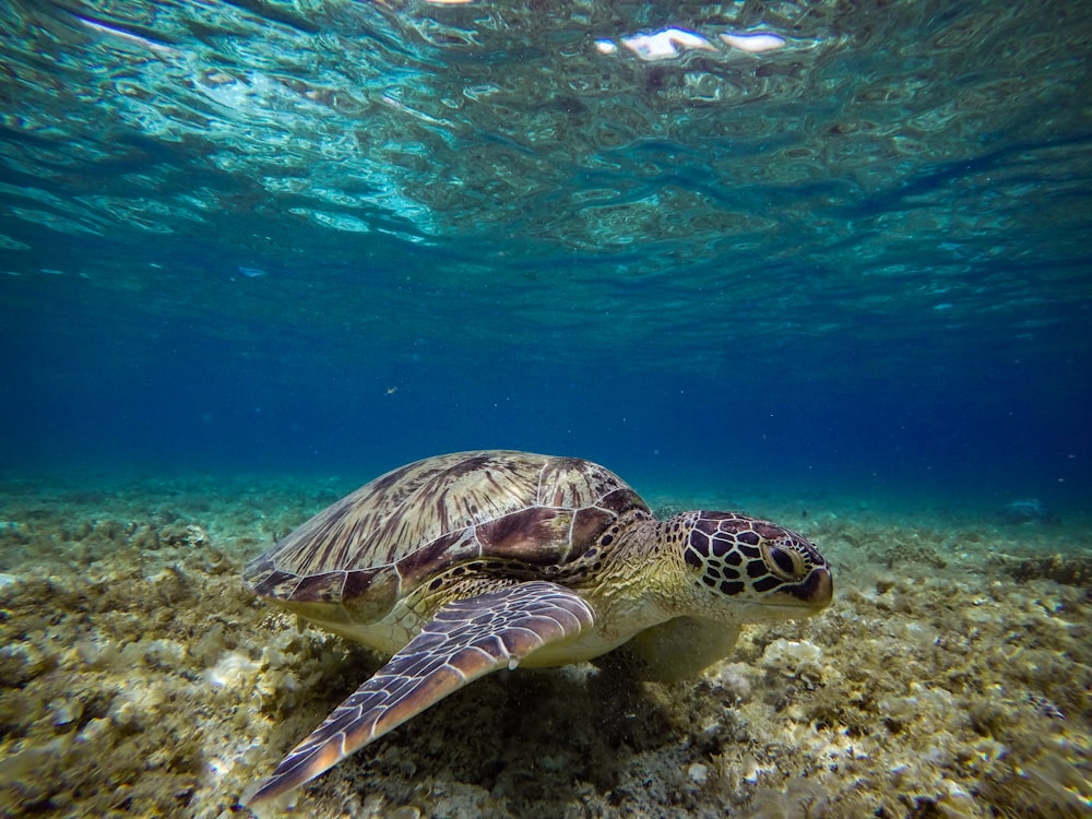tartaruga marrom e preta debaixo d'água