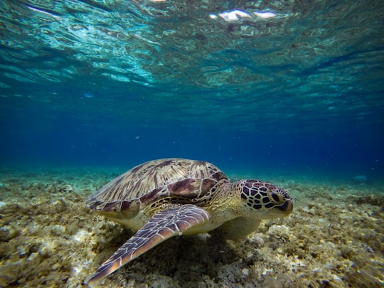 brown and black turtle under water in Cebu Philippines