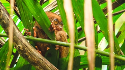 A slow loris with big round eyes peeking from a tree branch at dusk.