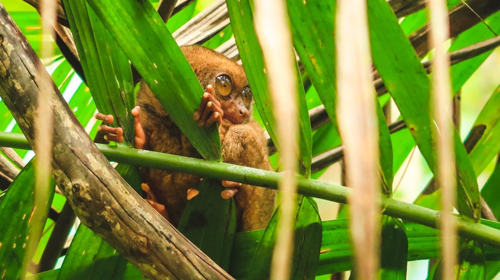 brown and black owl on tree branch