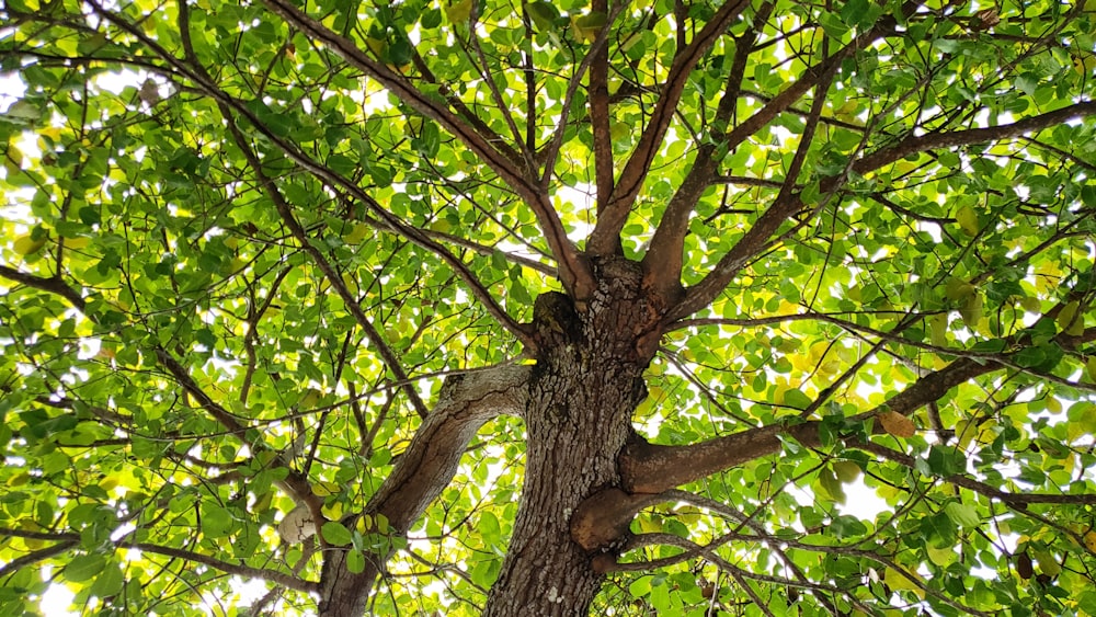 brauner Baum mit grünen Blättern tagsüber