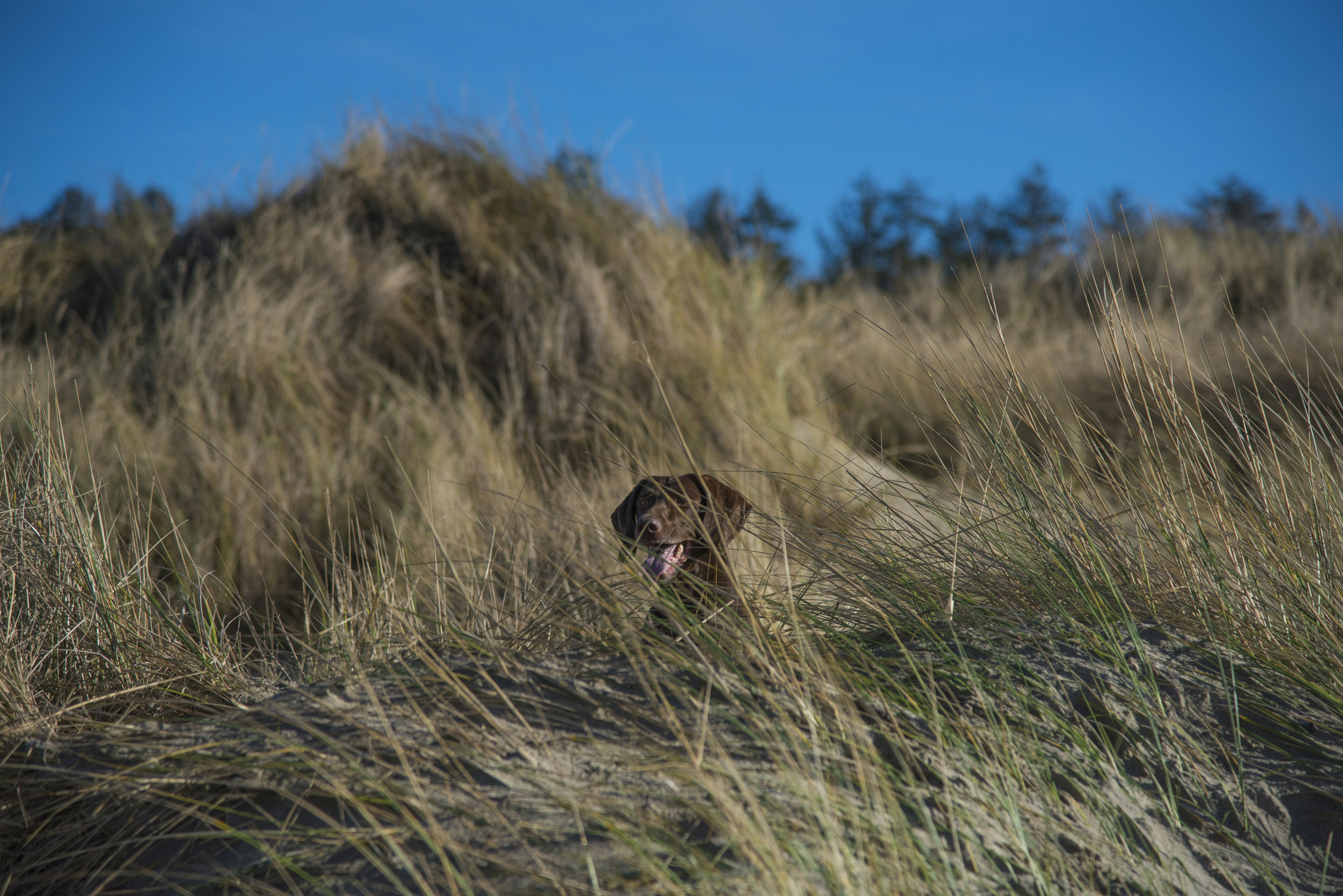 Hund und Jagdtrieb: Wie du im Alltag sicher und fair bleibst