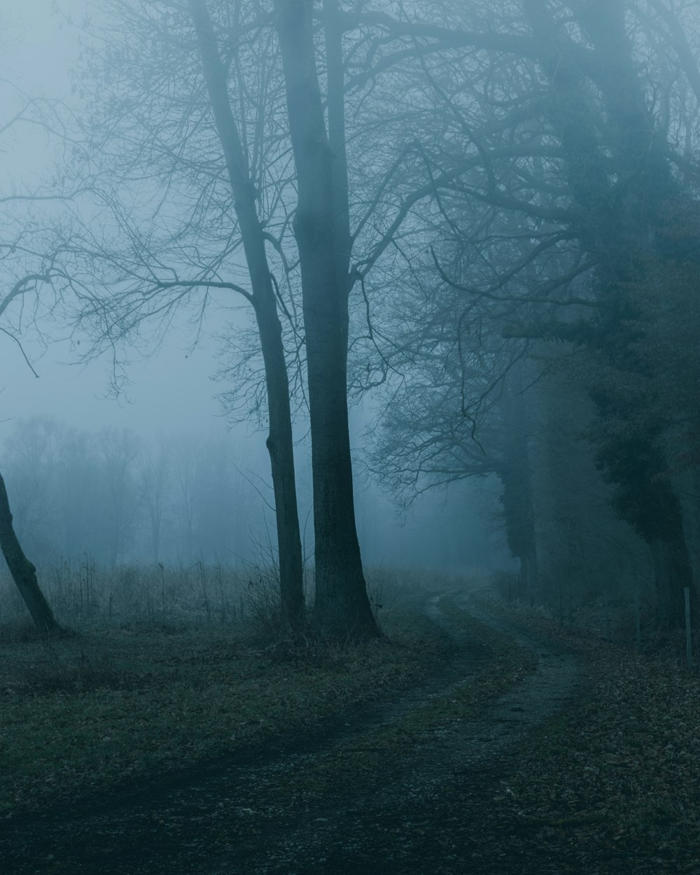 bare trees on forest during foggy day