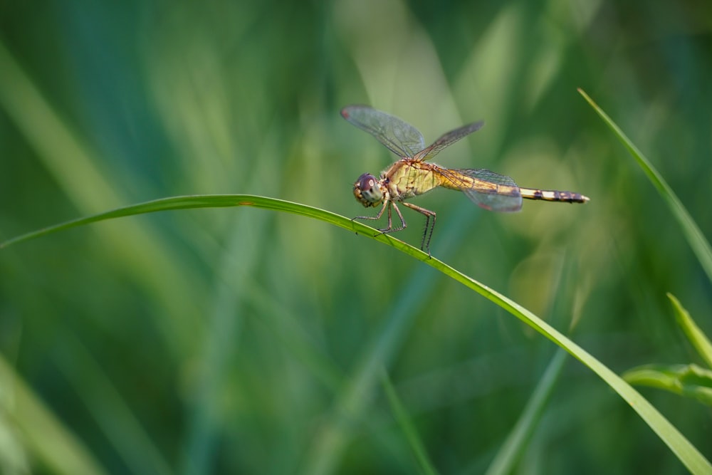 brown and black dragonfly on green leaf during daytime