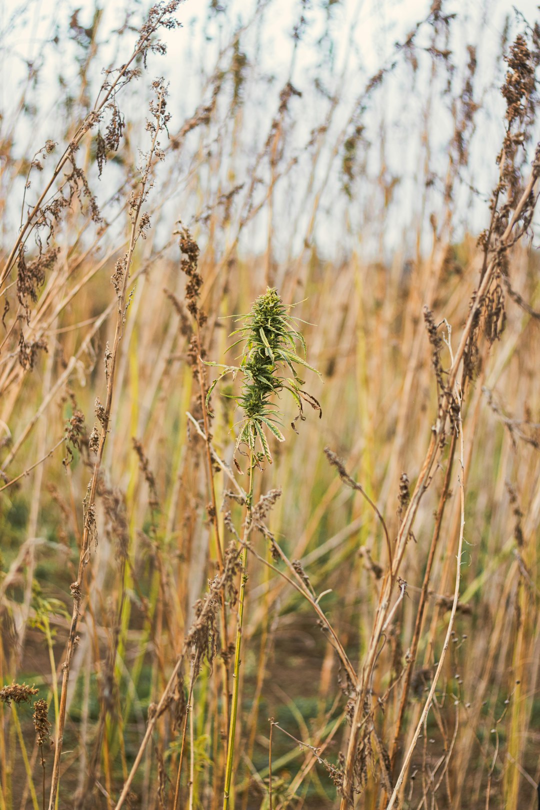 brown wheat field during daytime