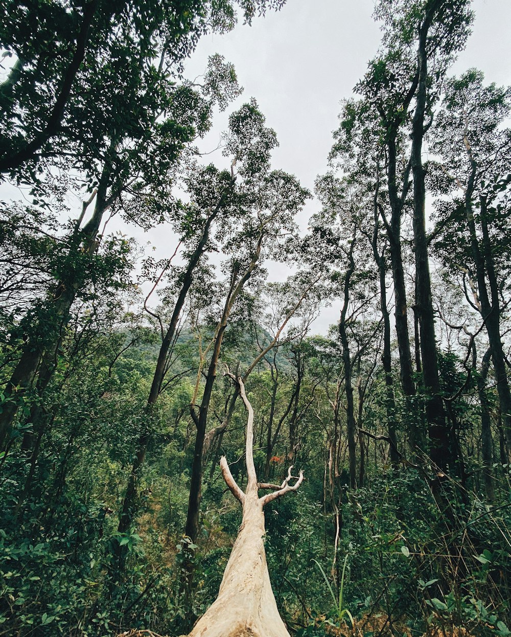 cervo marrom em pé no campo de grama verde durante o dia