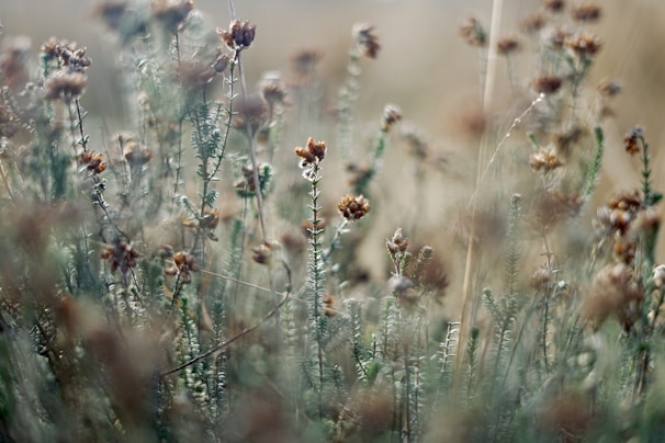 Close-up of vibrant wild plants used in phytotherapy, freshly picked in nature.