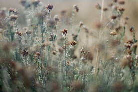 A close-up of wild plants with small brownish flowers and green stems. The background is blurred, emphasizing the soft, natural texture and intricate details of the plants.