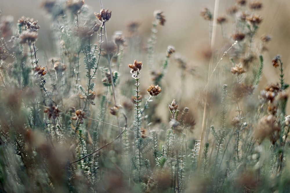 brown and white flower in tilt shift lens