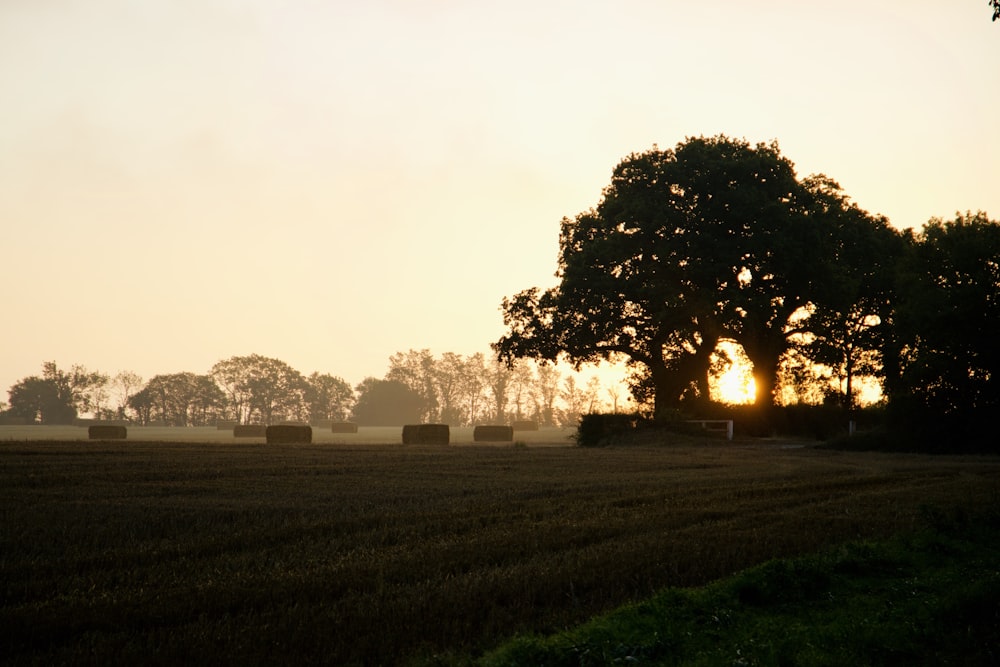 green grass field with trees during sunset