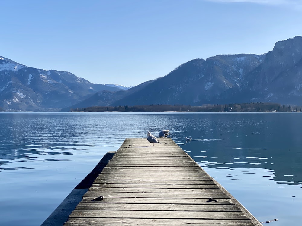 brown wooden dock on lake during daytime