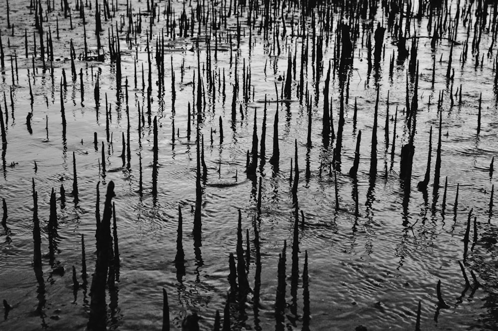 grayscale photo of body of water