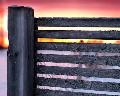 A stunning cedar privacy fence glowing warmly in the Seattle sunset, surrounded by lush greenery.