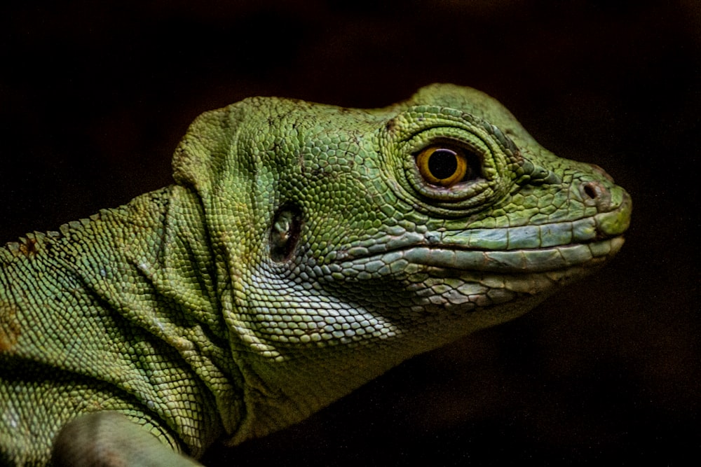 green and white lizard in close up photography