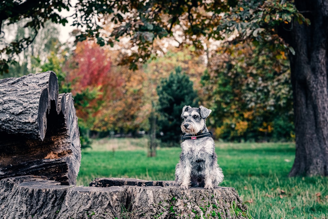 Dog Parks Northern VIrginia