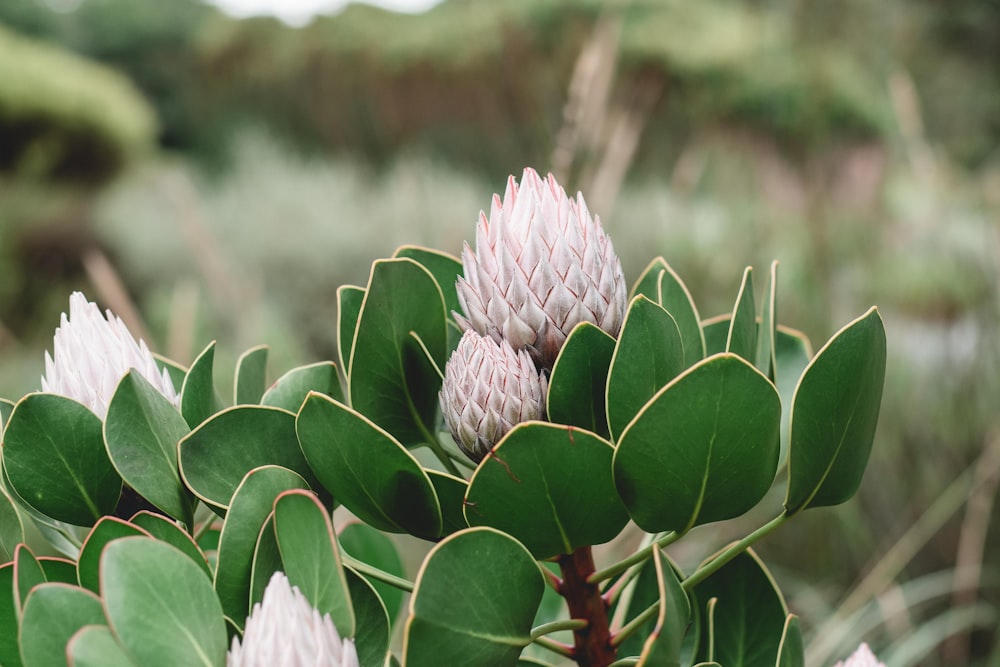 purple flower buds in tilt shift lens