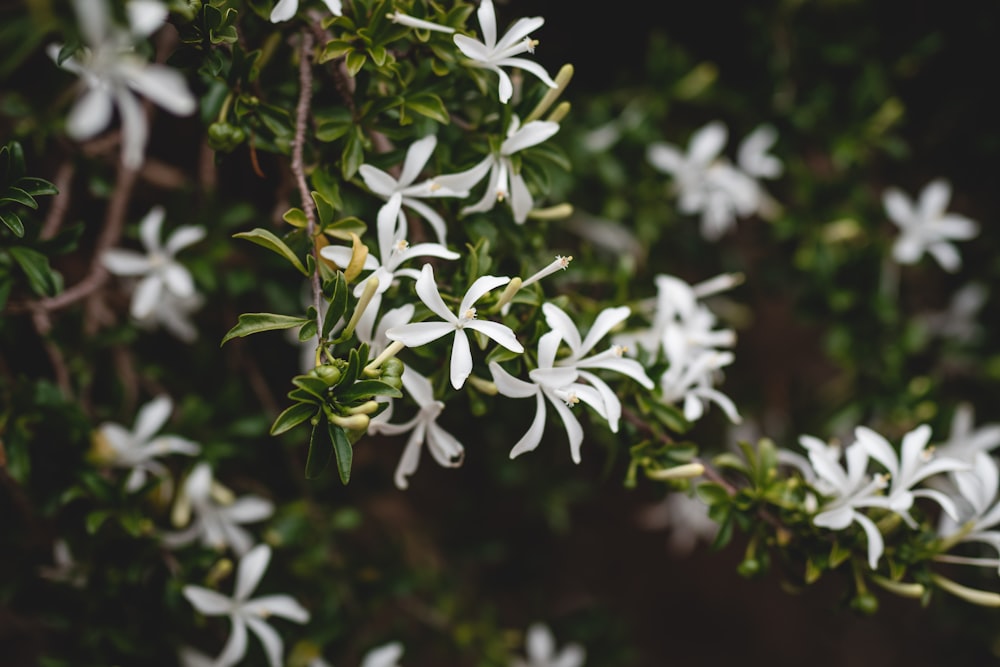 white flowers with green leaves