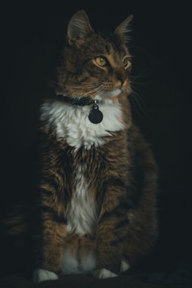 A fluffy, long-haired cat with a mix of brown, black, and white fur sits attentively. The cat wears a collar with a round ID tag, and its golden eyes are prominently featured against a dark background, giving it a regal presence.