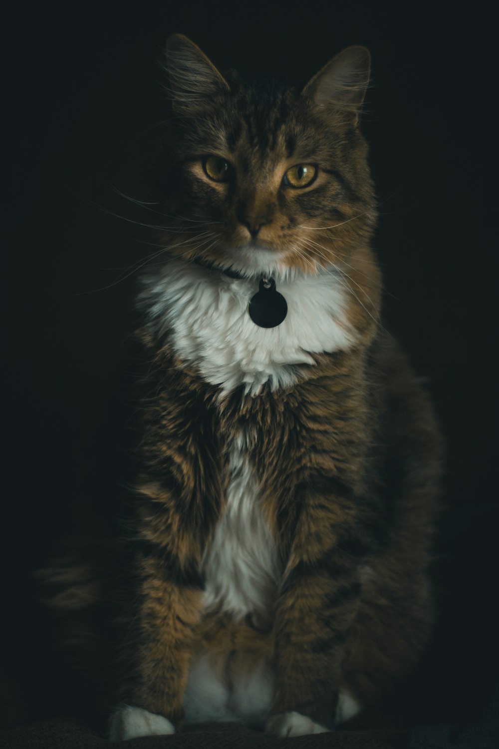 brown and white cat with white eyes