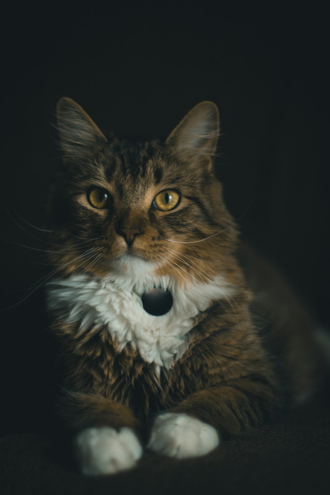 brown and white tabby cat