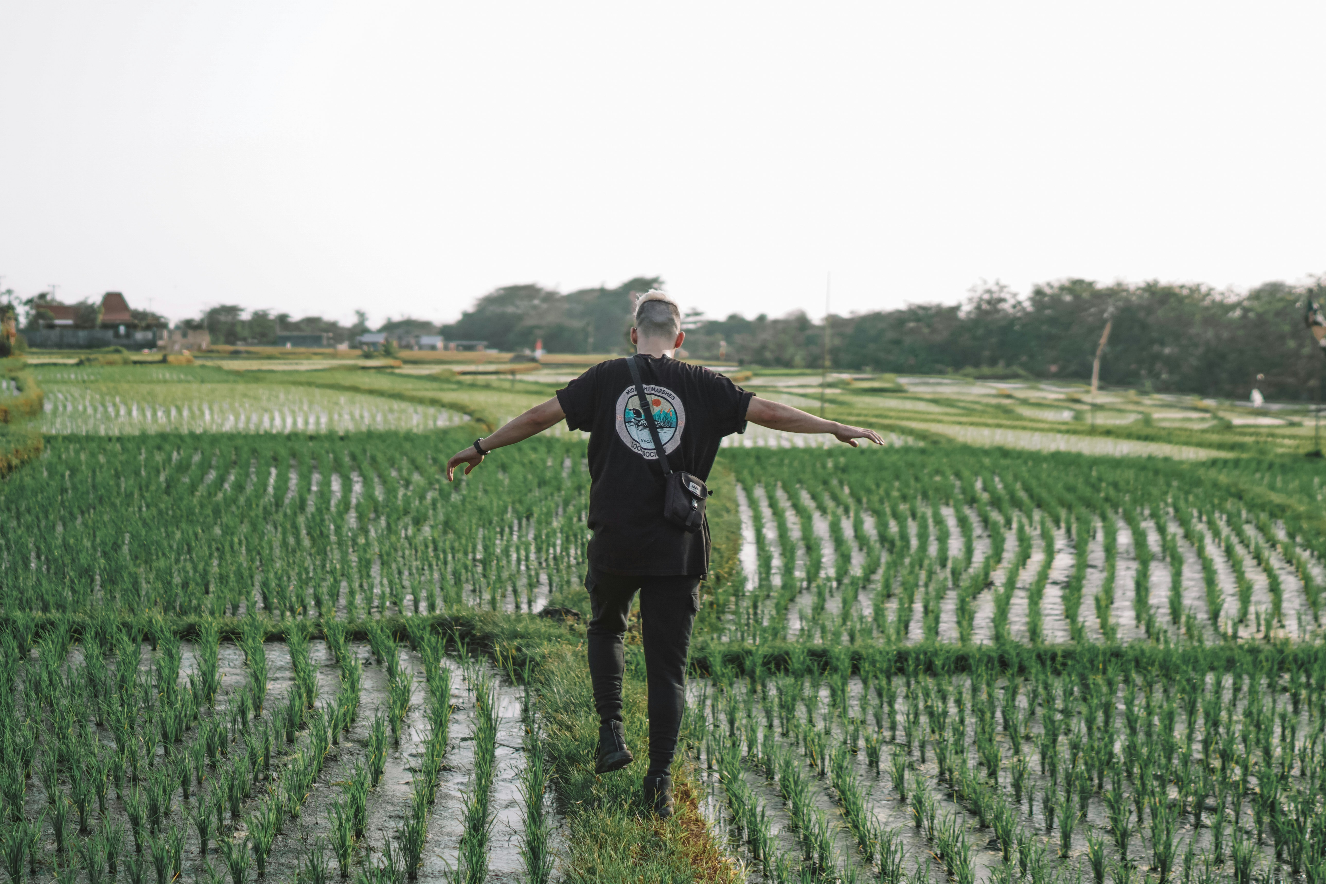 A farmer smiling, looking up at gentle rain falling on his fields, with young crops visible, symbolizing hope and relief for agriculture.