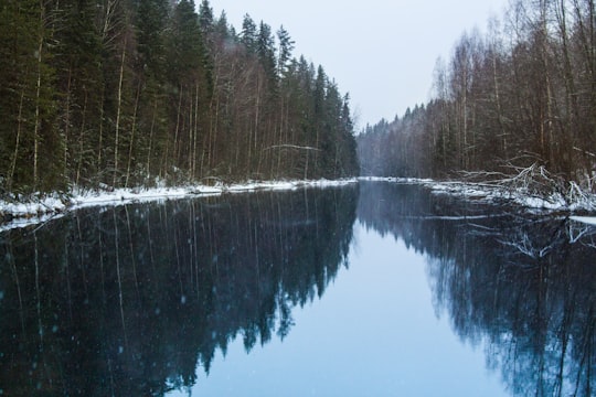 green trees beside body of water during daytime in Kivach Russia