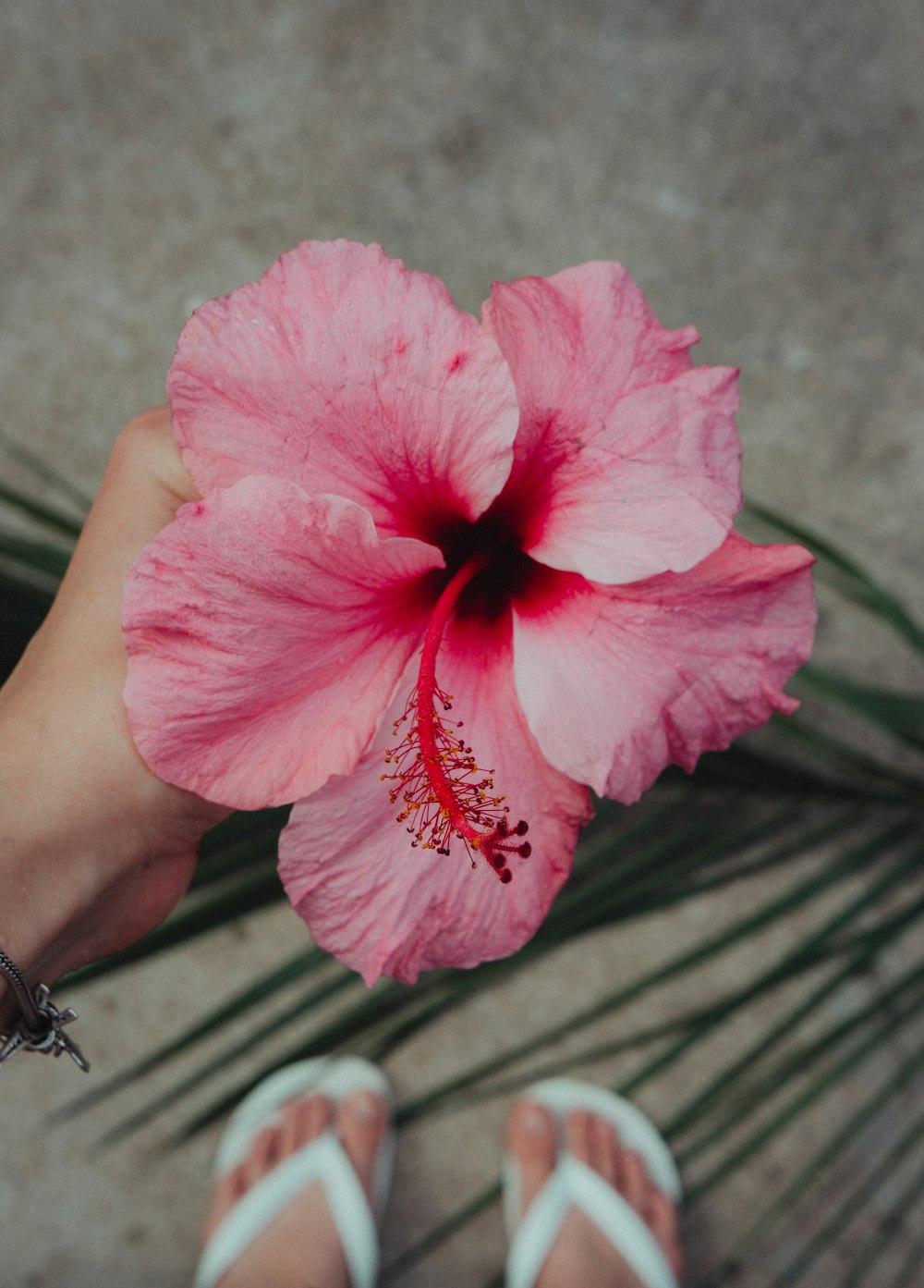 pink flower on persons hand