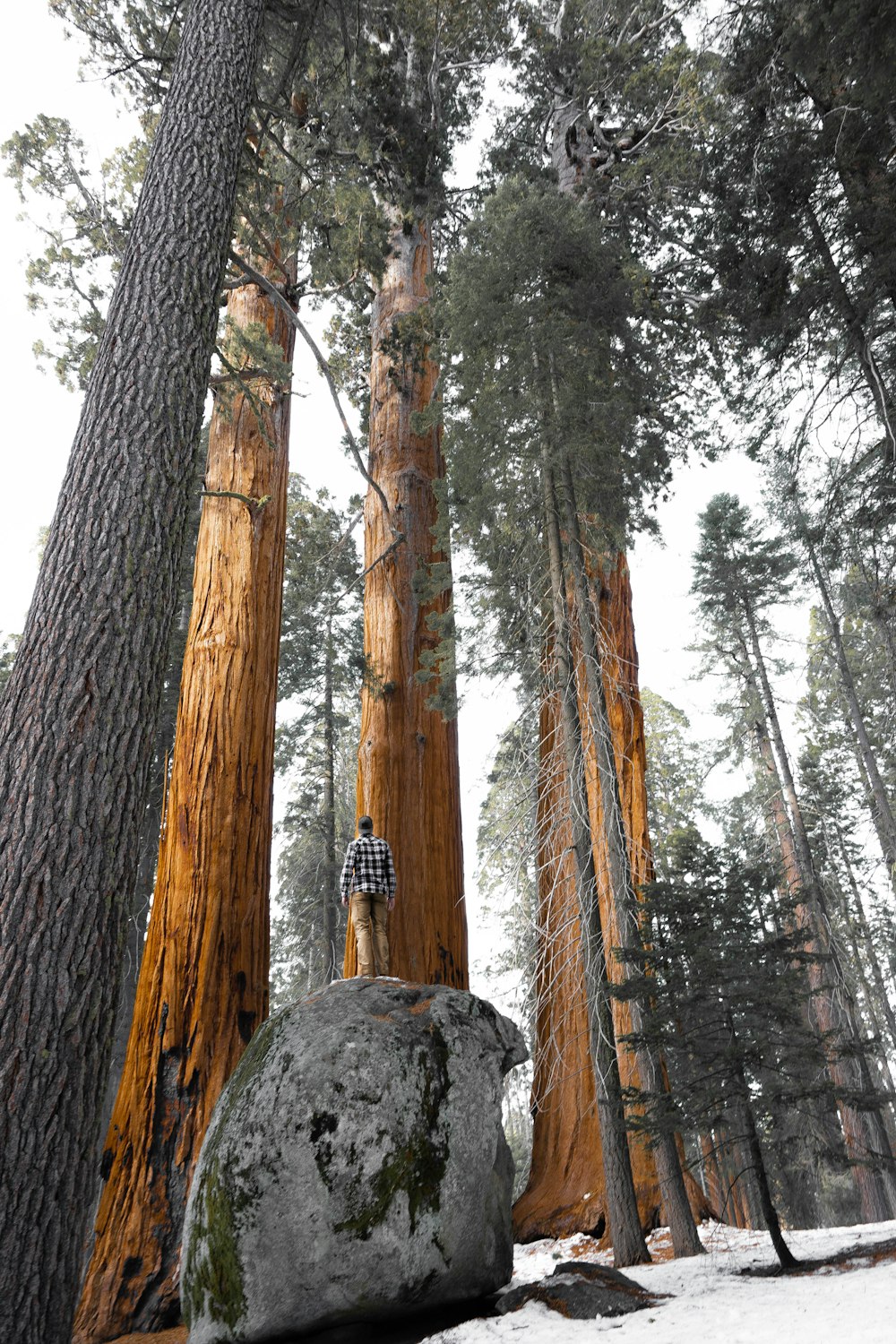 brown tree trunk during daytime