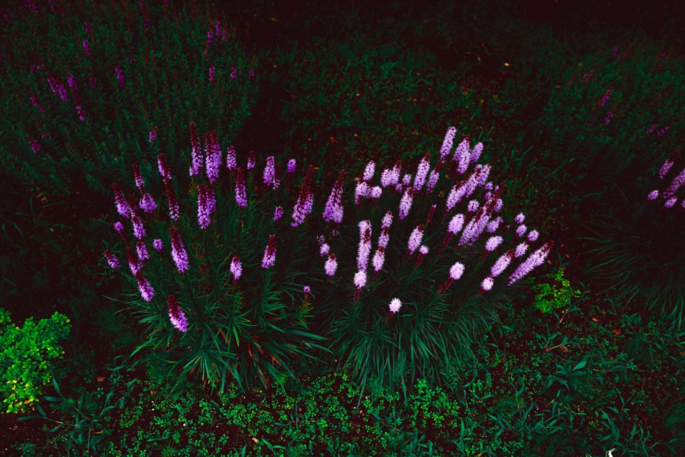 purple and white fireworks display