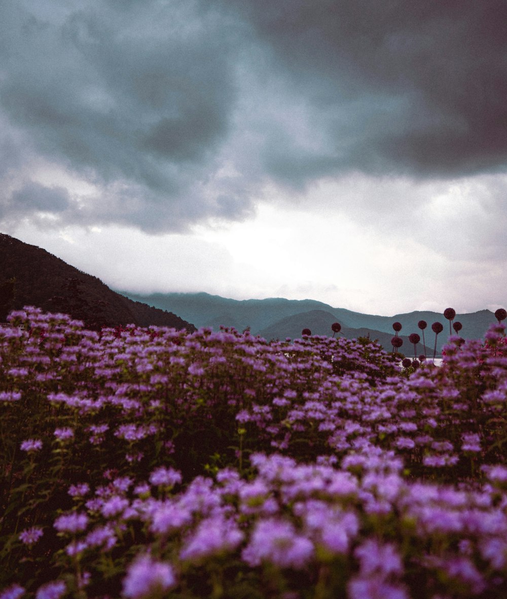 purple flower field near mountain under cloudy sky during daytime
