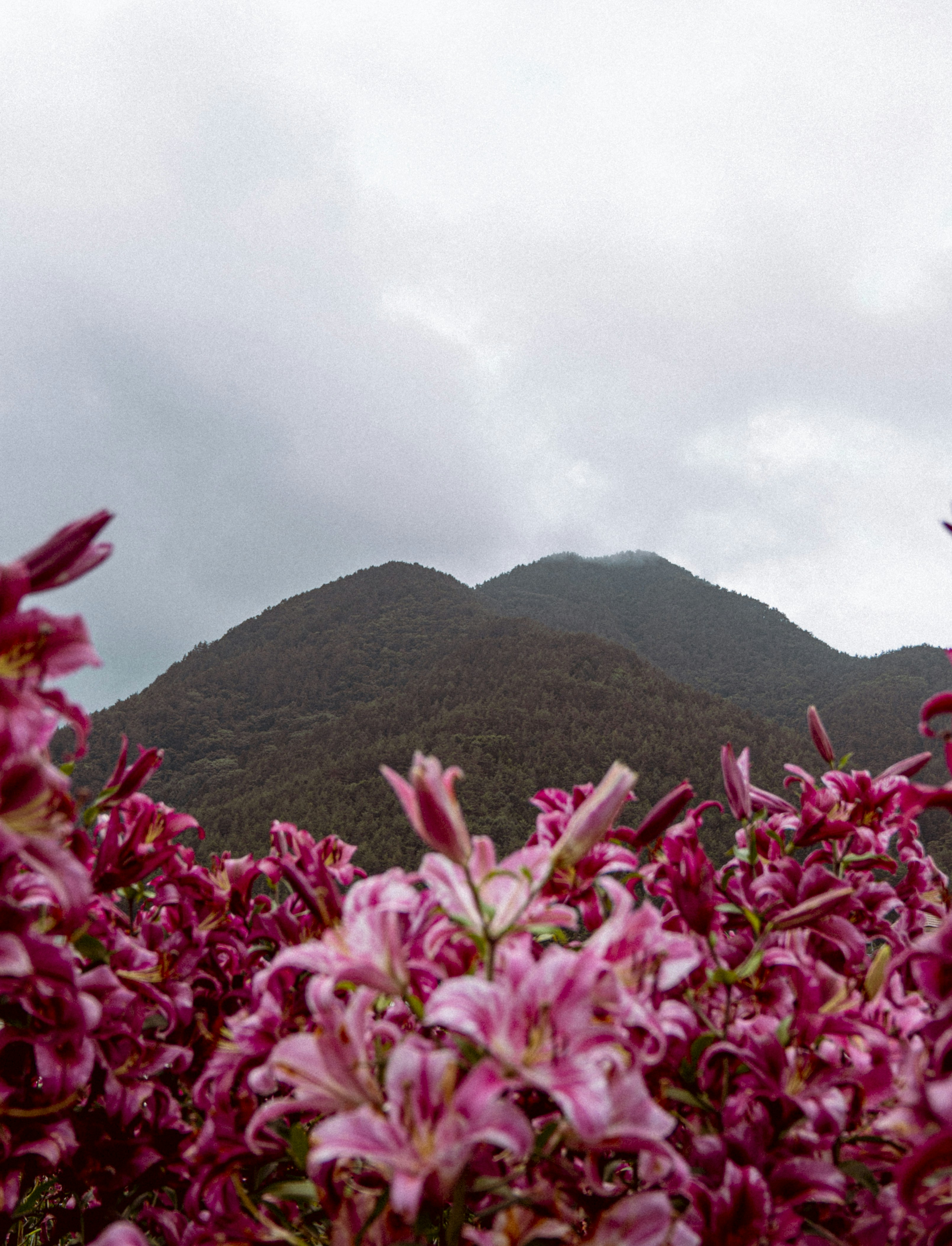 pink flowers on green grass field near green mountain under white cloudy sky during daytime