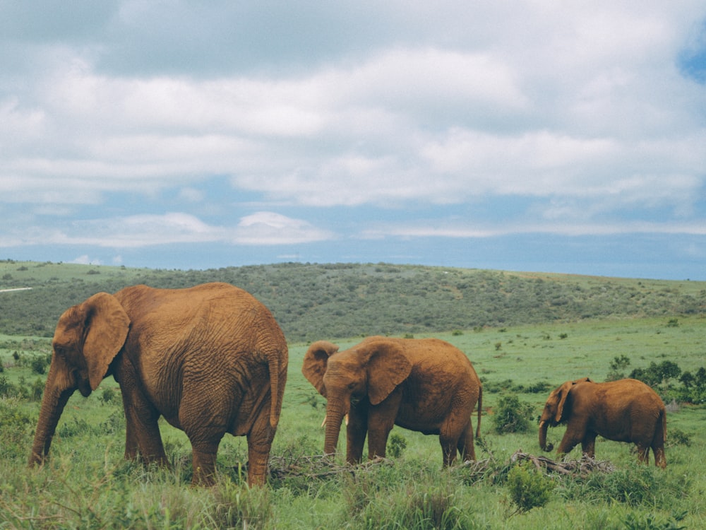 a herd of elephants walking across a lush green field