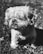 An elderly small dog with long, curly fur stands on grass in a black and white photograph. The dog appears to be squinting in the sunlight.
