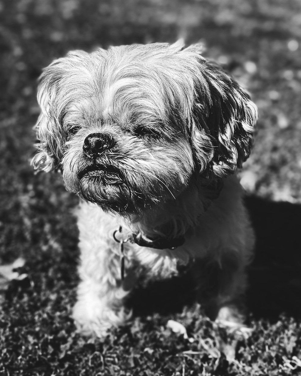 grayscale photo of long coated small dog