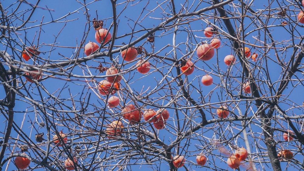 Frutos anaranjados en la rama marrón del árbol durante el día