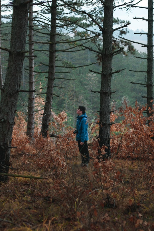 photo of Alba Iulia Forest near Piatra Secuiului