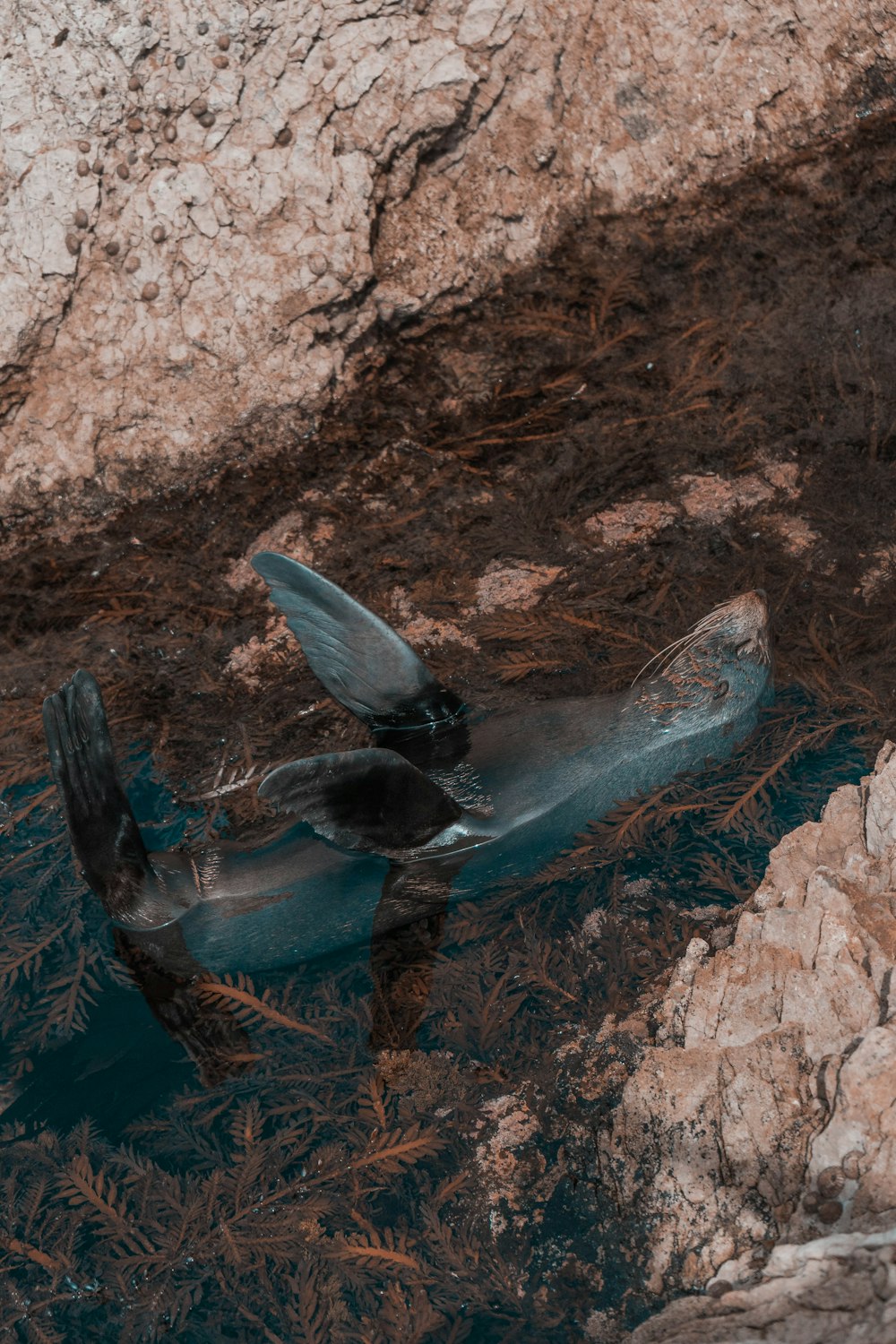 pesce nero e azzurro sull'acqua