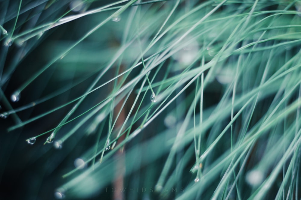 green grass in close up photography