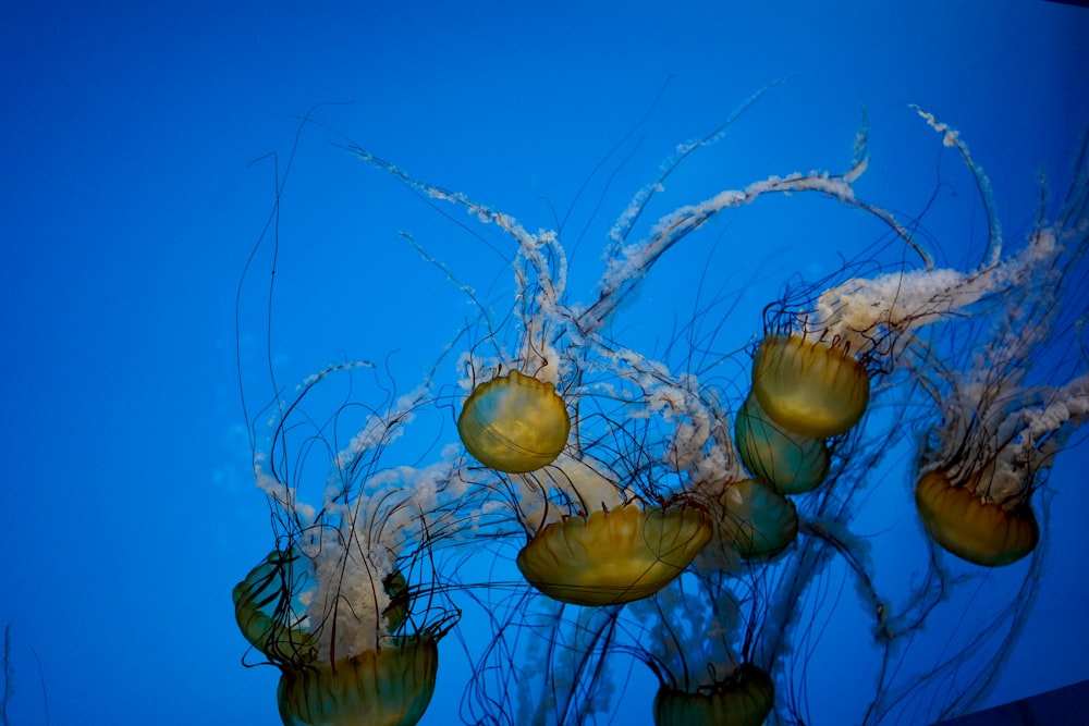 blue and brown jellyfish under water