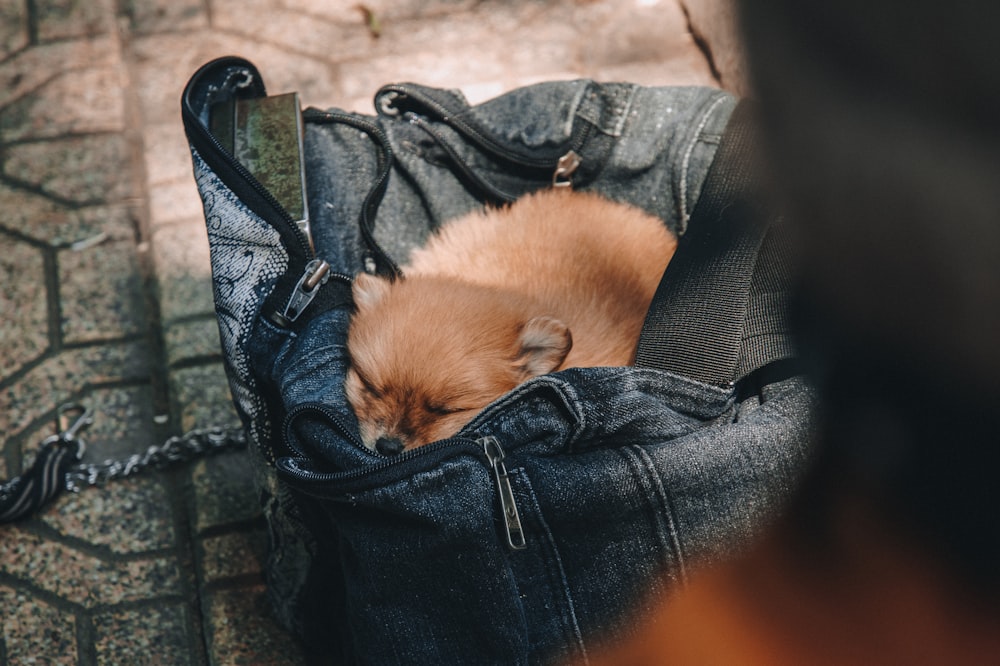 brown pomeranian puppy on black leather bag