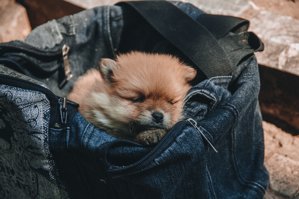 brown pomeranian puppy on black denim jeans