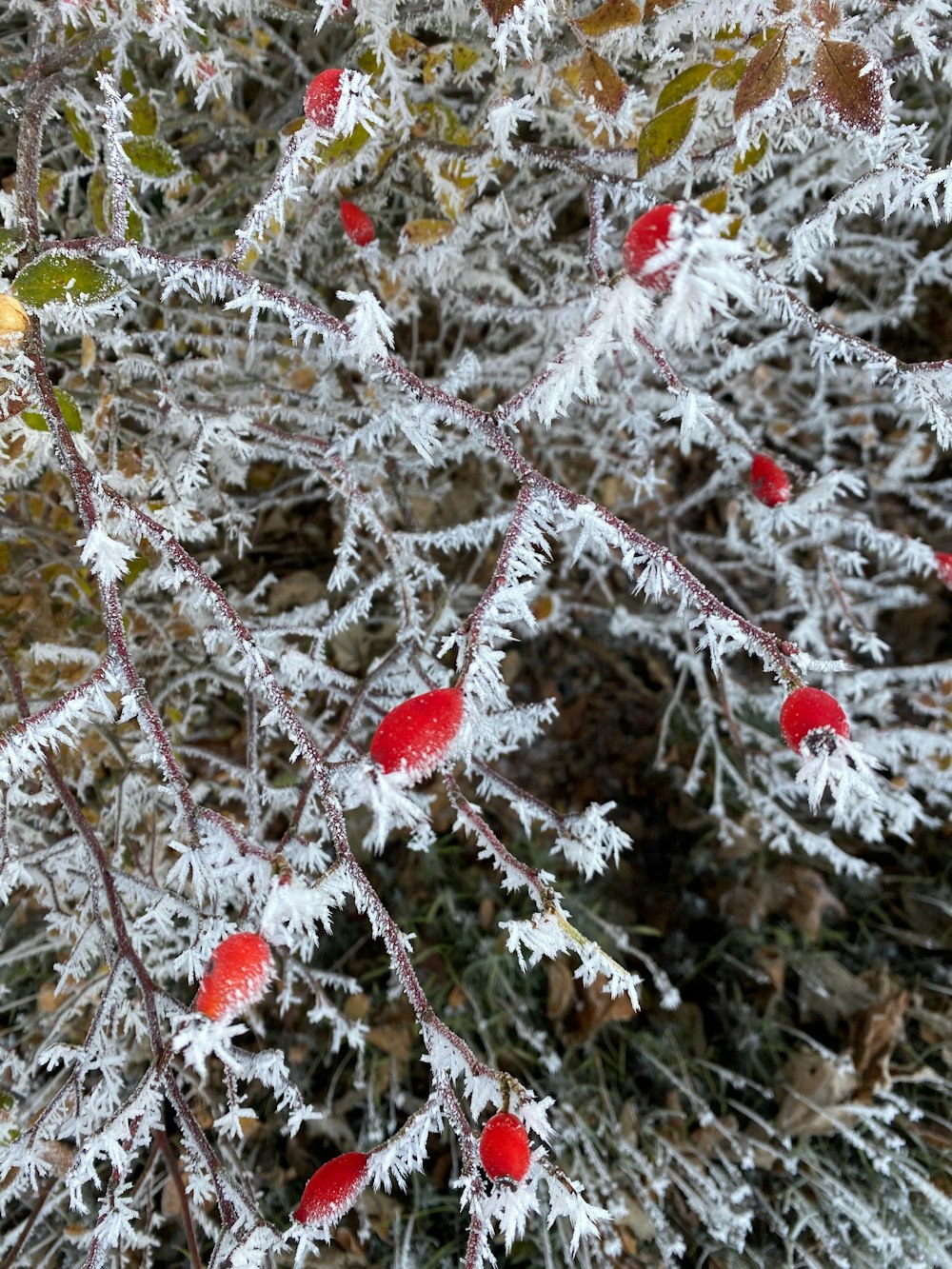 red round fruits covered with snow