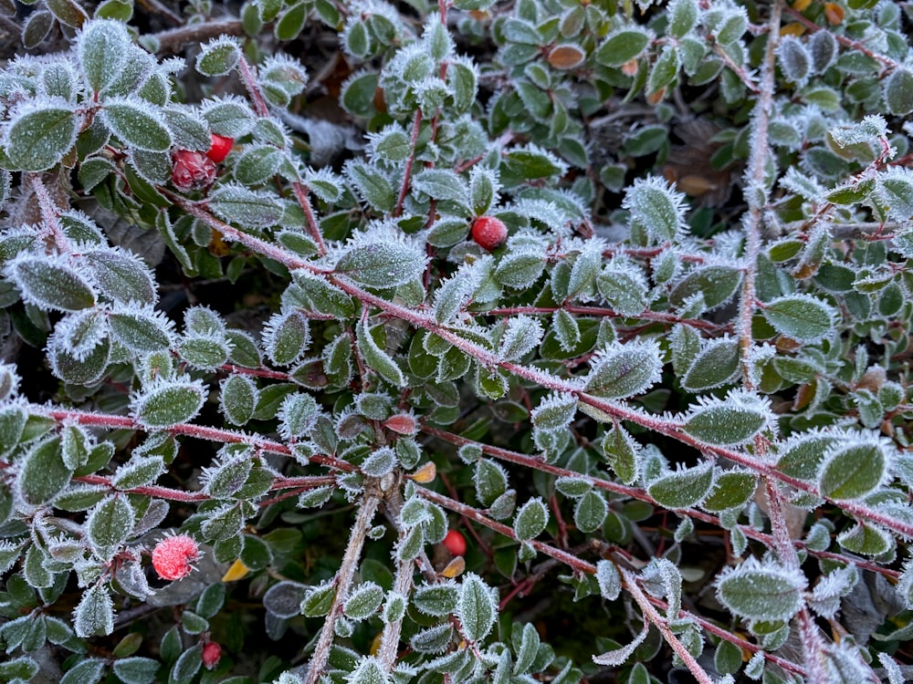 red round fruits on green leaves