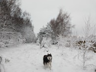 A serene winter scene with a husky playing with a Froplay toy in the snow.