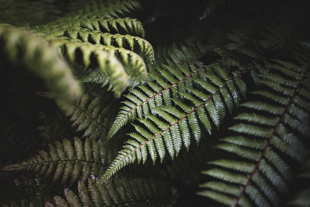 green fern plant in close up photography