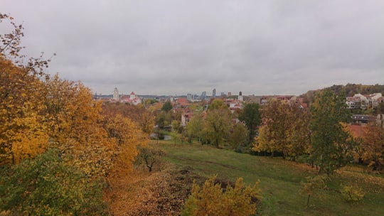 green and brown trees near city buildings during daytime in Vilnius Lithuania