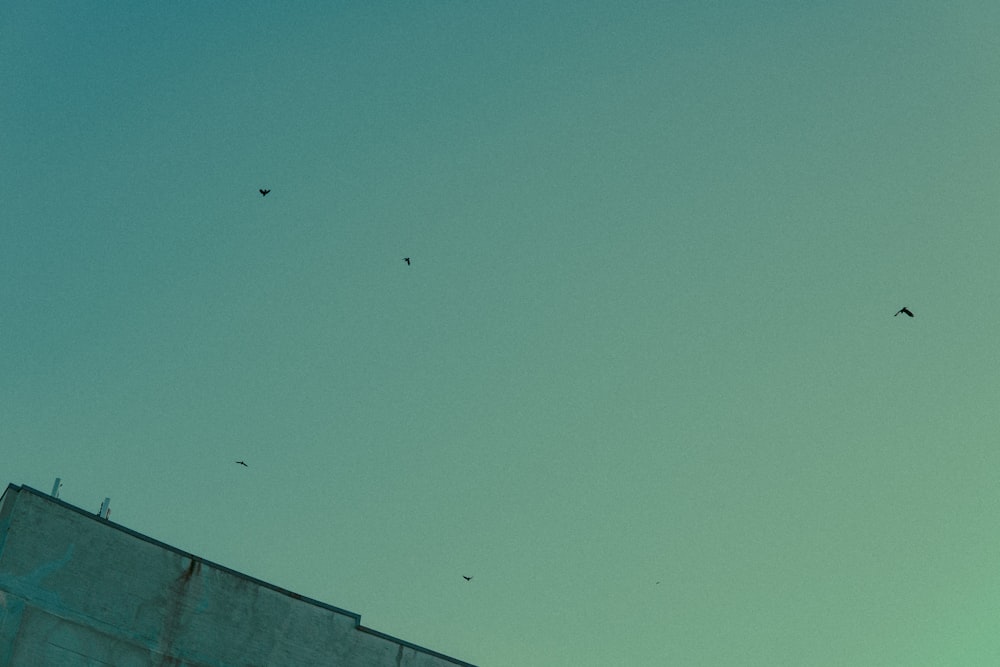 white bird flying over the building during daytime