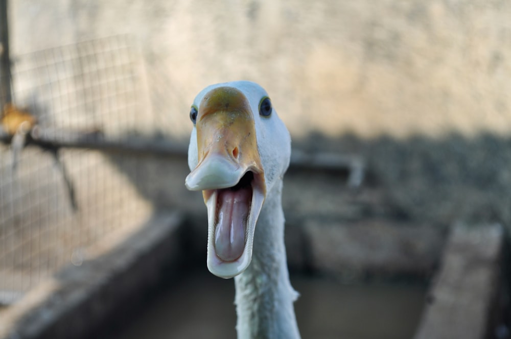 white duck with yellow beak