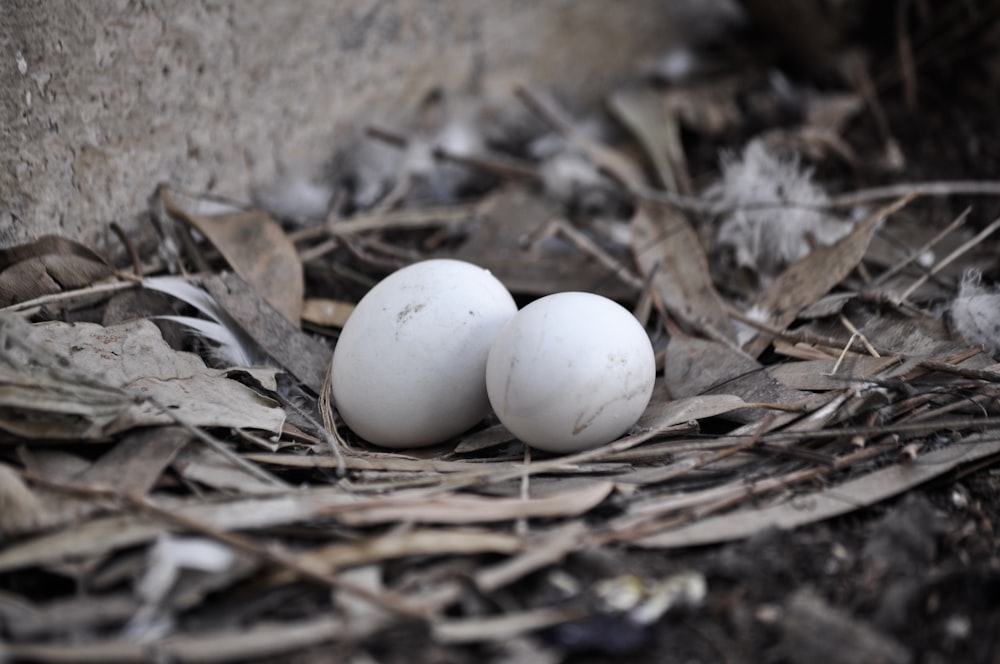 2 white eggs on brown dried leaves