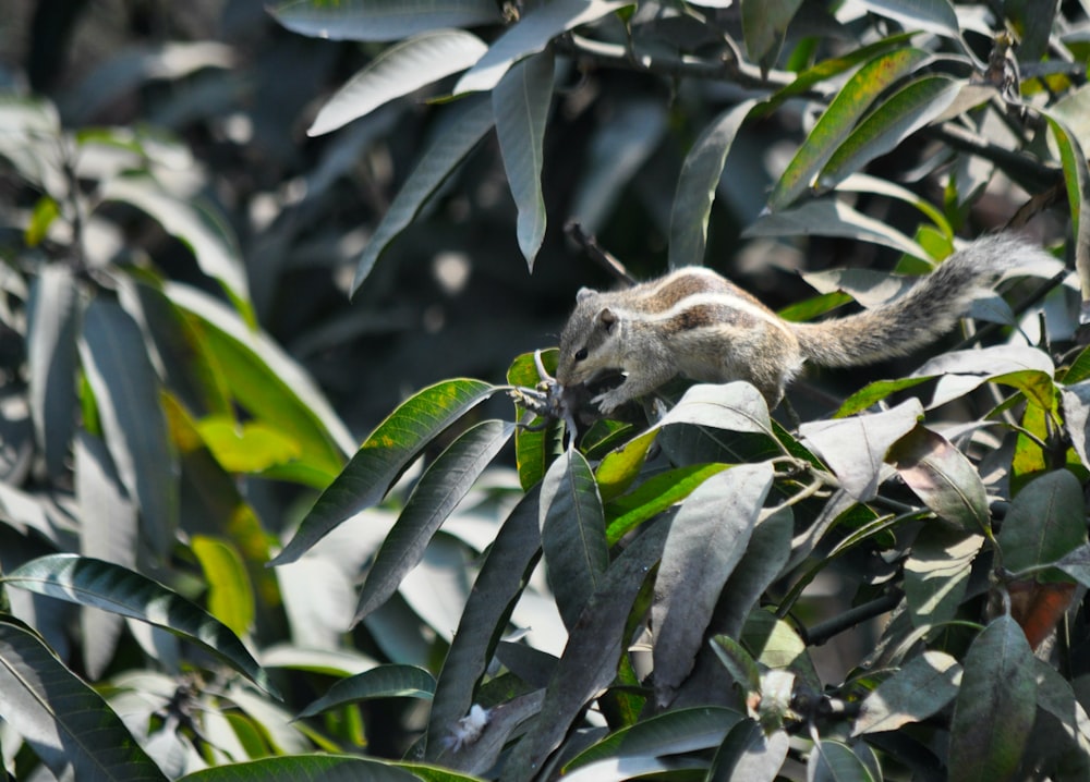 brown tabby cat on green leaves during daytime